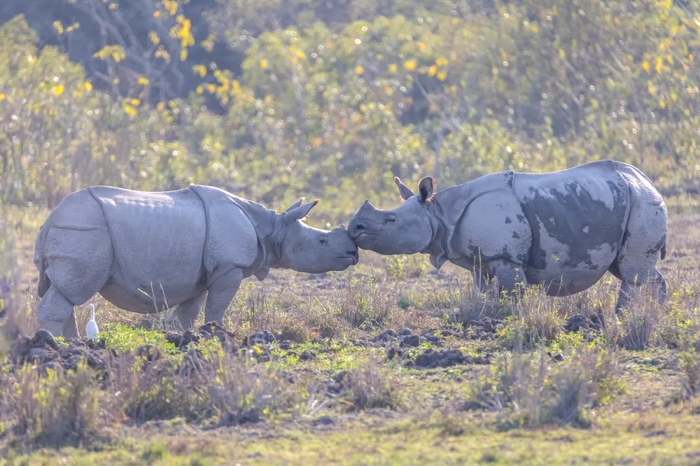 Two greater one-horned rhinos touching noses in Kaziranga, Assam