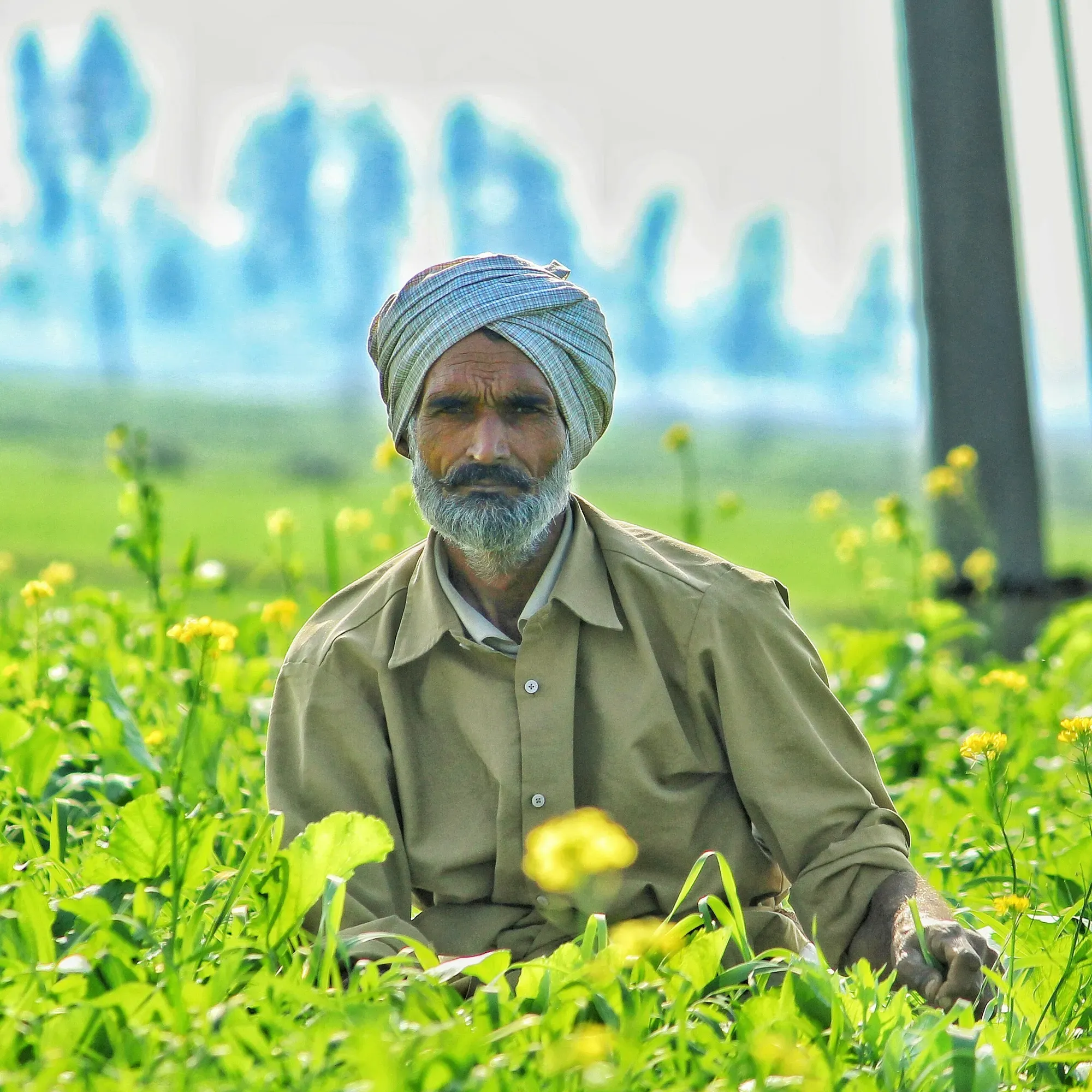 A farmer seated among yellow flowers in a field