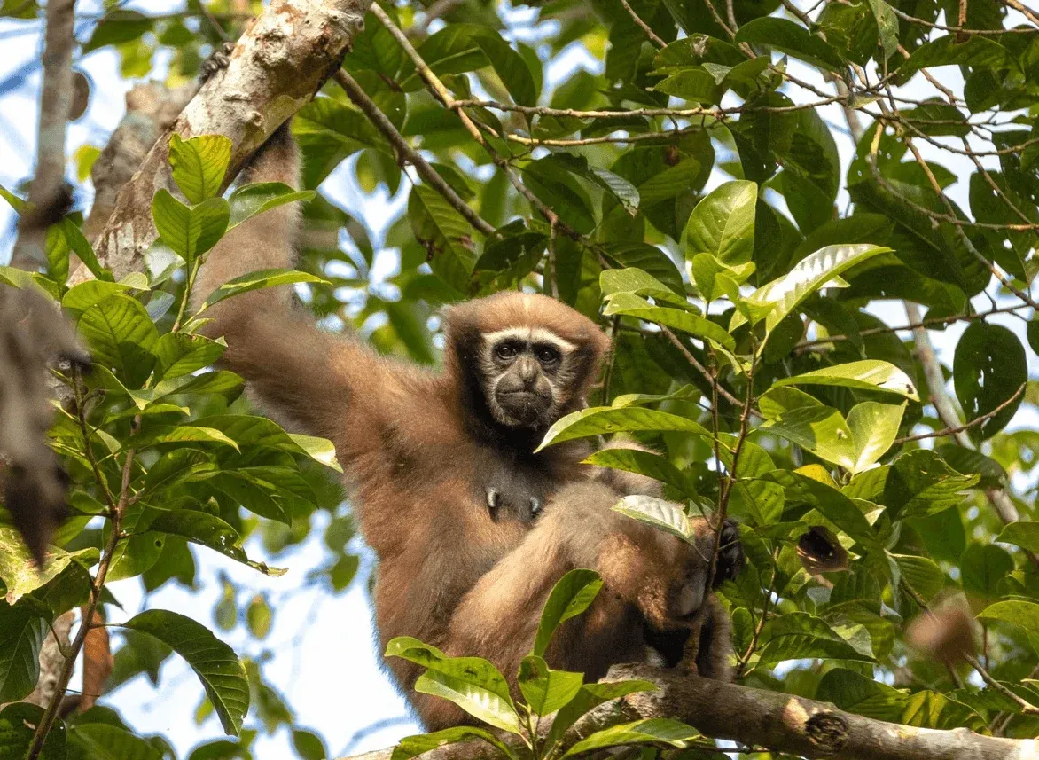 A regenerating forest landscape in South Asia