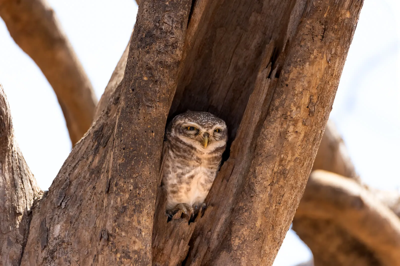 A spotted owlet peering from a tree hollow in the Dang forests, Gujarat
