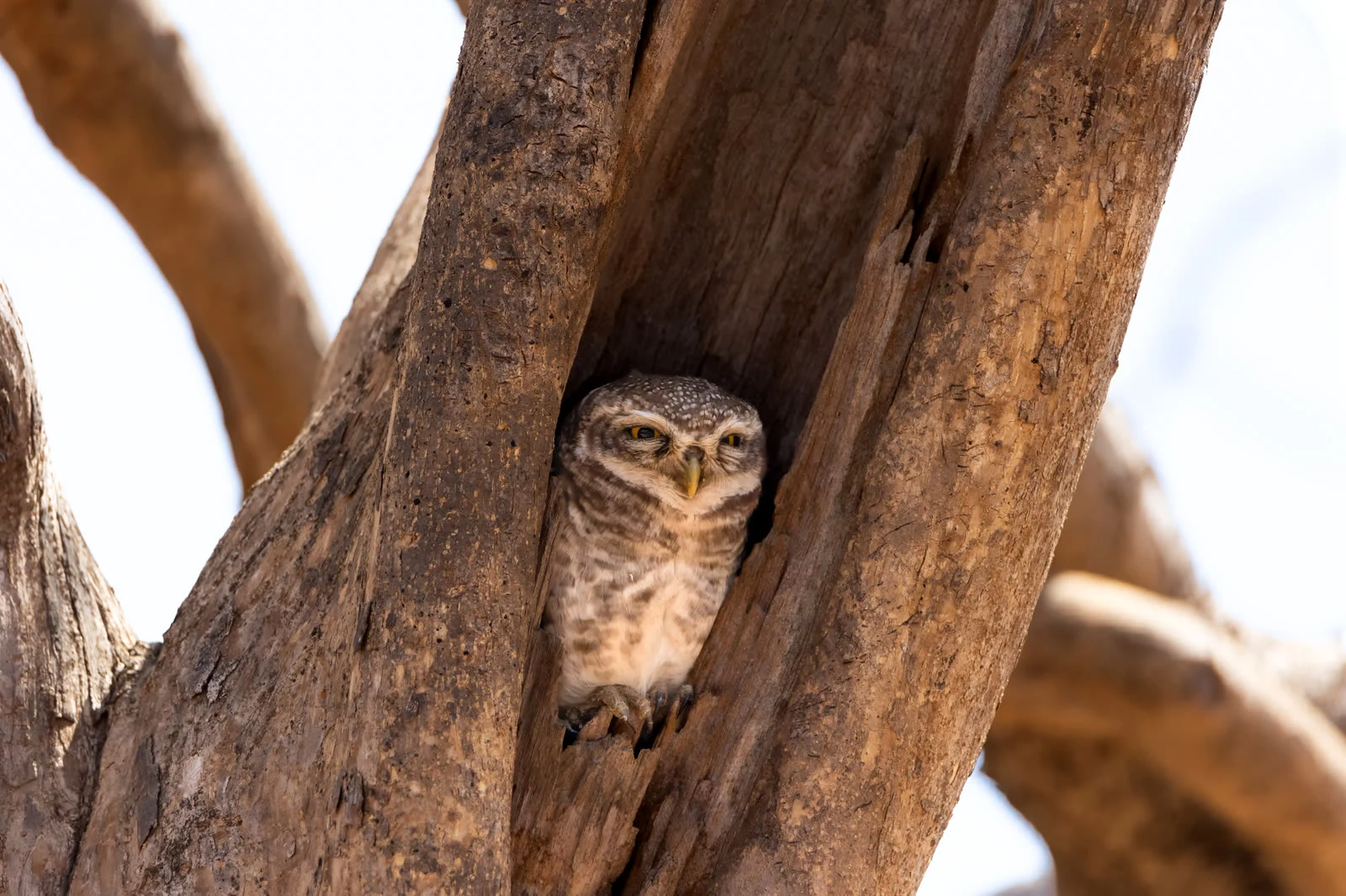 A spotted owlet peering from a tree hollow in the Dang forests, Gujarat