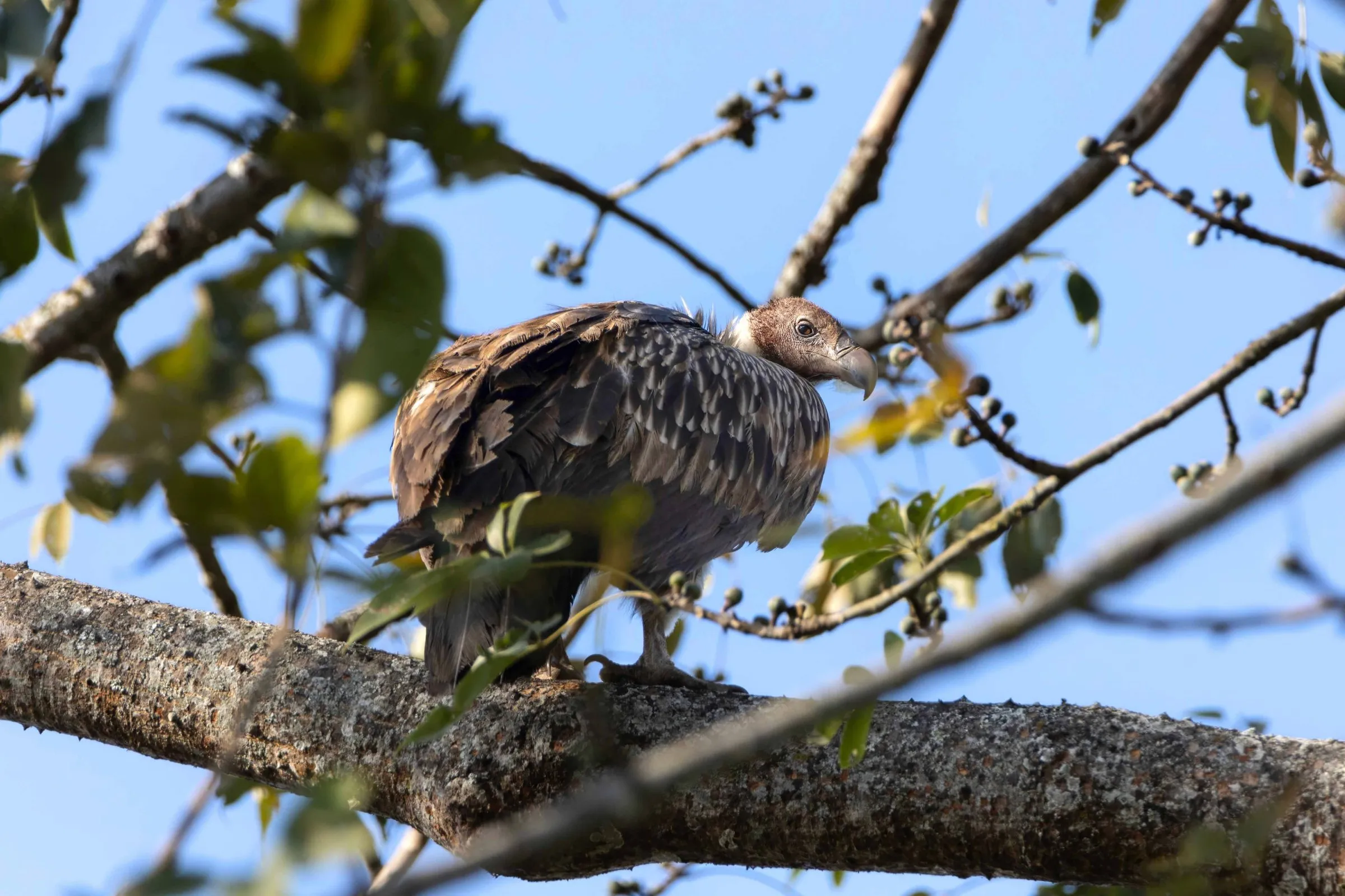 A slender-billed vulture perched on a bare branch against a clear blue sky
