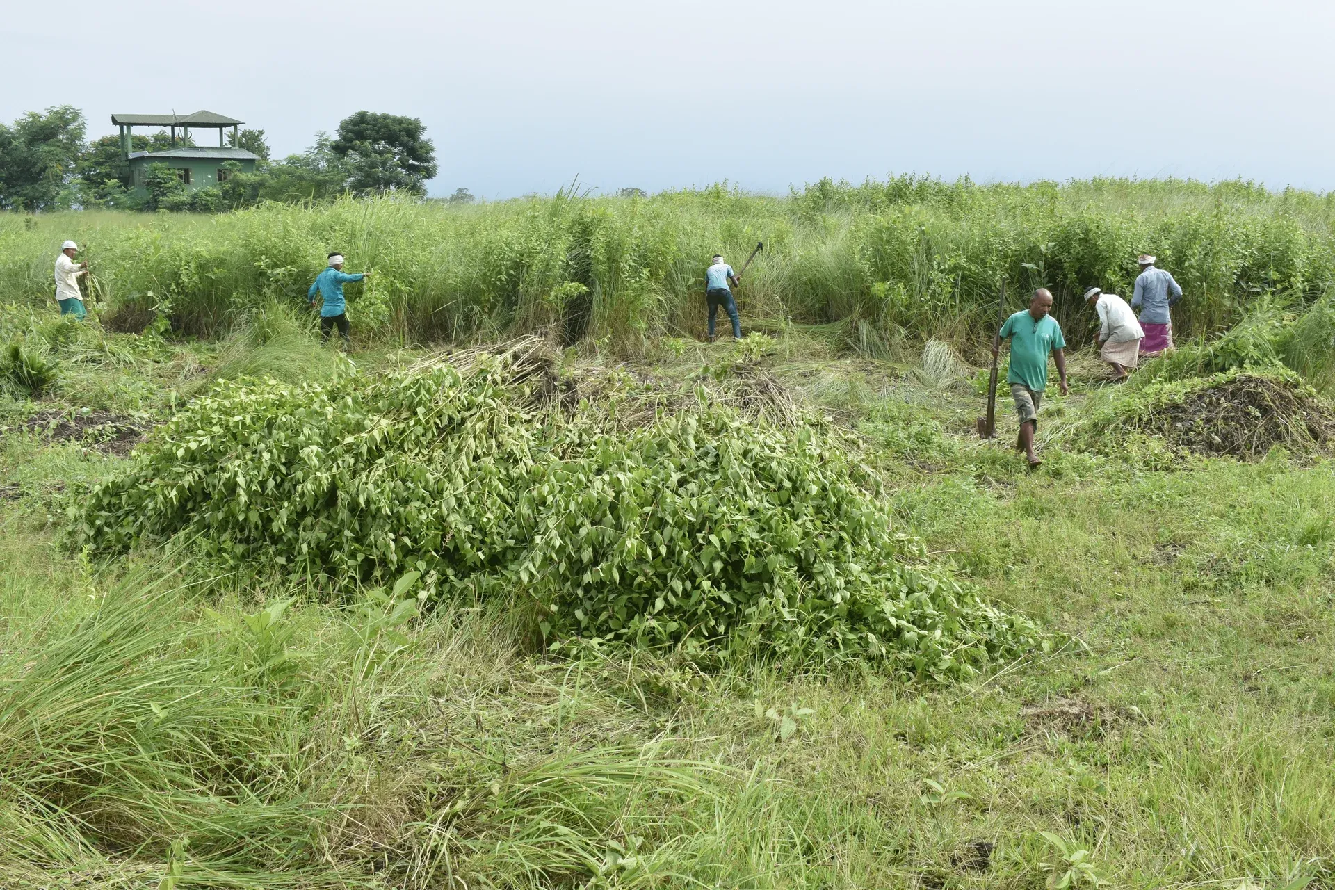 Farmland worked using regenerative agricultural practices